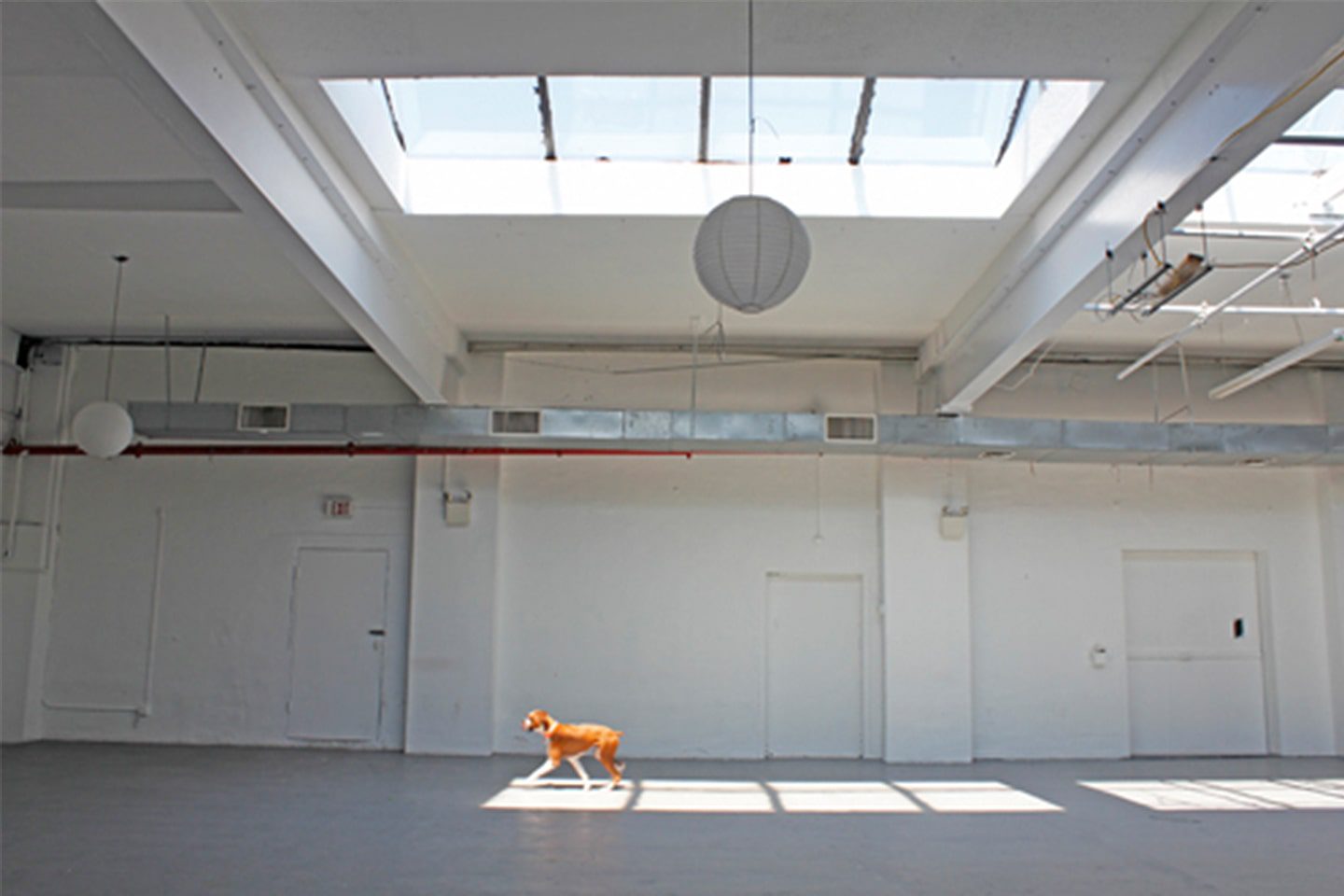A dog walking in an empty room with white walls.